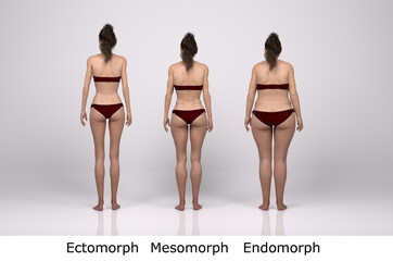 3D Render : standing female body type illustration : ectomorph (skinny type), mesomorph (muscular type), endomorph(heavy weight type), Back View