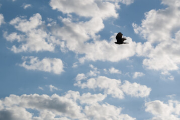 Pájaro volando
