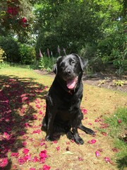 black labrador retriever