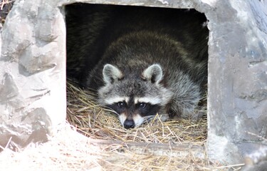 Raccoon is lying in the hay in the house