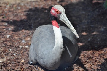 Beautiful indian crane on vacation