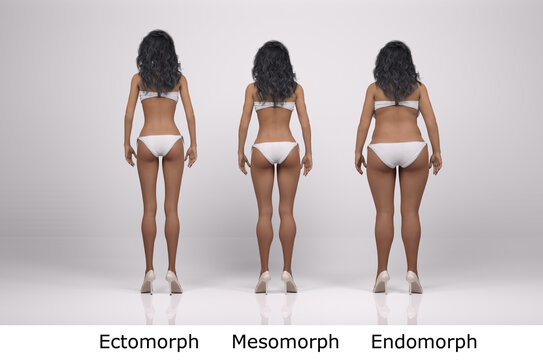 3D Render : standing female body type illustration : ectomorph (skinny type), mesomorph (muscular type), endomorph(heavy weight type), Back View