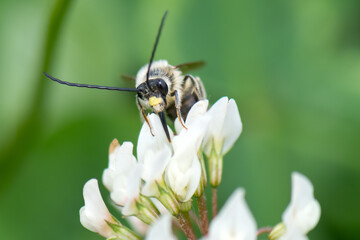 Long horned bee