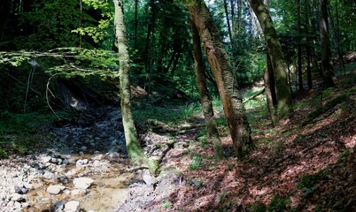 Schöner deutscher Wald