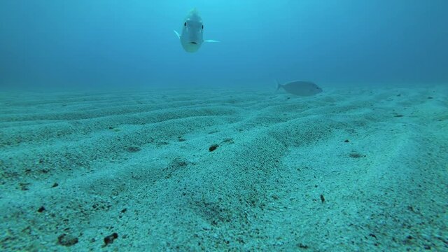 Curious fish looking into the camera lens. Selfies for fish (Selfiefish). Strong-spined Silver-biddy (Gerres longirostris). Red sea, Egypt