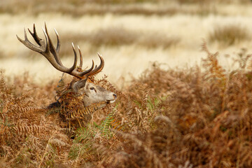 Red Deer (Cervus elaphus) ~ stag during the rut ~ England, UK.