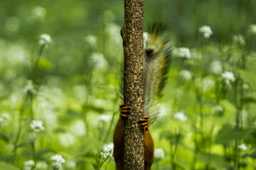 Squirrel hid behind a tree in a summer park