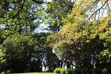 Fresh green leaves grow on the branches with warm sunshine in the spring