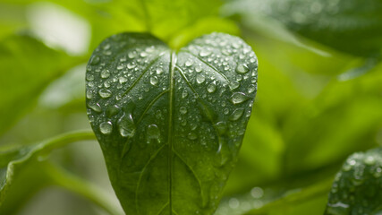 Fresh macro pepper sprouts after the rain with rain drops