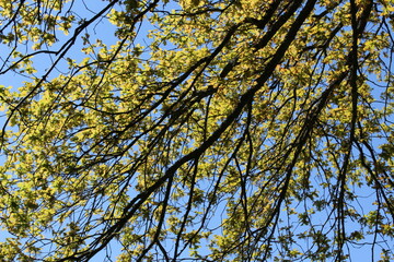 Fresh new leaves brighten from spring sunshine against a blue sky 