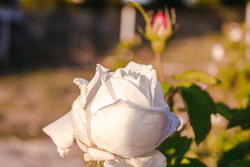 sunset and colorful roses nature