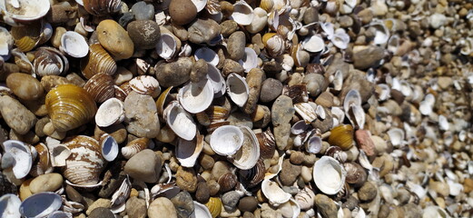 Pile of shells on the seashore on a sunny day. Place for text