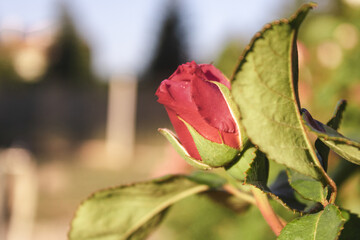 sunset and colorful roses nature