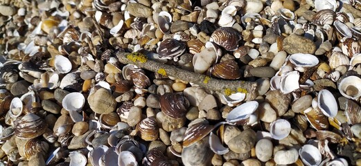 Pile of shells on the seashore on a sunny day. Place for text