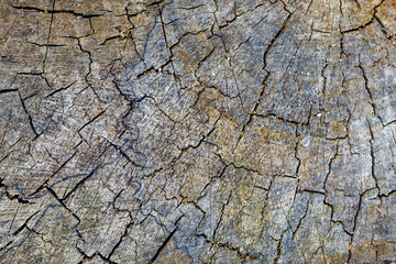 Old Weathered Cracked Cut Wood Texture Useful For Background Image or to Use as Overlaying Image