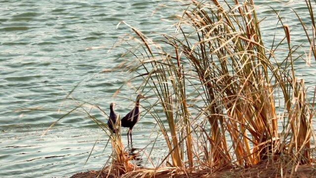 Pukeko - Australasian swamphen,australasian Purple Swamphen in lake,Purple Swamp Hen in Australasia,