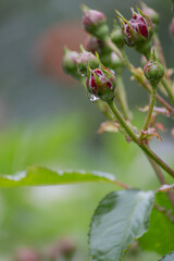 Naklejka premium wet roses with rain drops