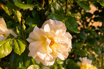 sunset and colorful roses nature