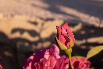 sunset and colorful roses nature