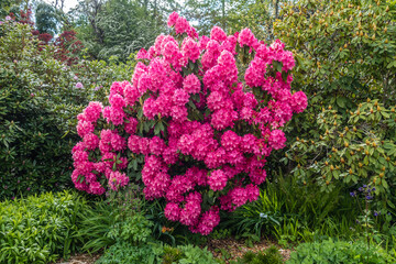 Pink Northwest Flowers 5