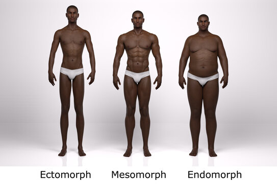 Mesomorph Cut Out Stock Images & Pictures - Alamy