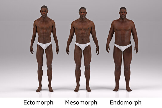 Mesomorph Images – Browse 1,181 Stock Photos, Vectors, and Video
