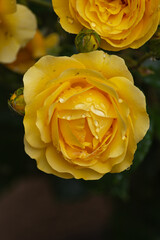 wet roses with rain drops