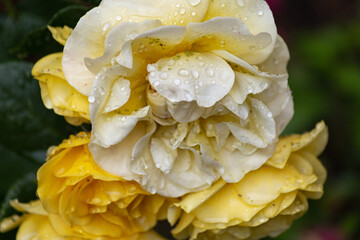 wet roses with rain drops