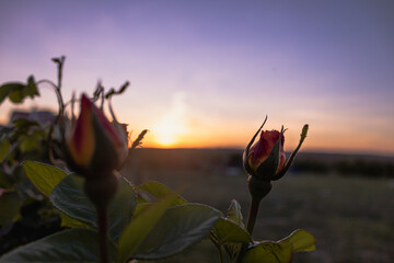 sunset and colorful roses nature