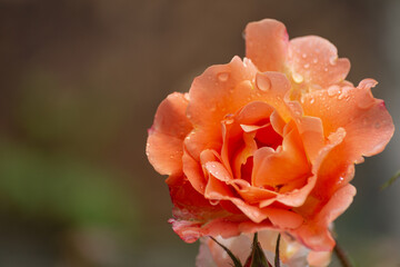 wet roses with rain drops