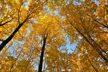 Autumn leaf color - Low angle view of maple trees.