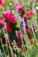 Brin de lavande au jardin et bouton de pissenlit, avec massif de roses en arrière-plan