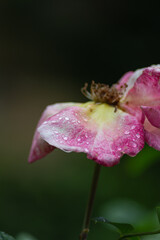 wet roses with rain drops