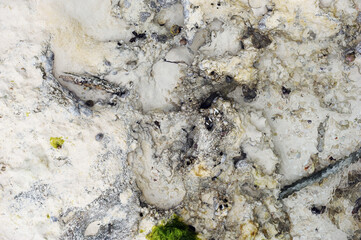 Sea water summer vacantion background.The beautiful bottom of the Indian Ocean with shellfish and corals.Beautiful abstract background / texture of underwater view of white sand bottom and blue water.