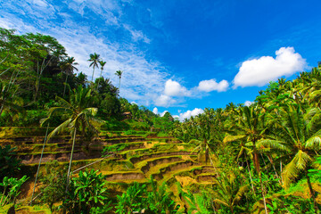 Fototapeta na wymiar Tegalalang Rice Terrace in Ubud, Bali, Indonesia.