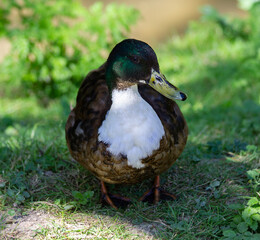 Mottled duck, Mallard (brown/white)