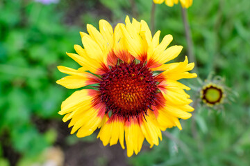 Top view of one vivid yellow and red Gaillardia flower, common name blanket flower,  and blurred green leaves in soft focus, in a garden in a sunny summer day, beautiful outdoor floral background.