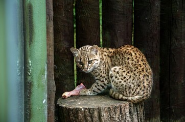Geoffroy's cat in zoo