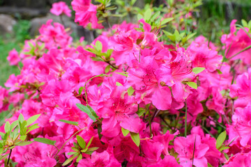 Fototapeta na wymiar Bush of delicate pink magenta flowers of azalea or Rhododendron plant in a sunny spring Japanese garden, beautiful outdoor floral background.