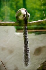 monkey on a branch