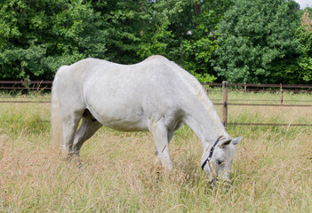 White horse grazing on a pasture III