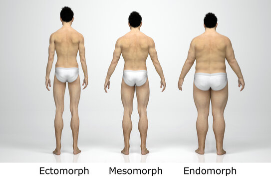 650 Best Mesomorph Images Stock Photos Vectors Adobe Stock