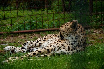cheetah in grass
