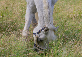 White horse grazing (detail) III