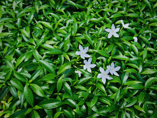 Group of White Flowers Against Green Leaves Shrub