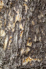 Tree Bark Texture Close Up. Texture is Useful as Background Image or as Overlay Image to Blend and to Extract Texture Only. 