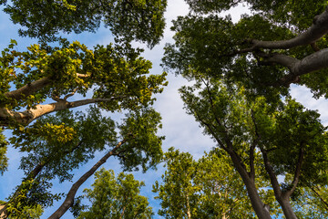 Fototapeta premium Bottom view of the forest in summer with green leaves and blue sky