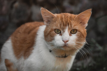 portrait of a cat