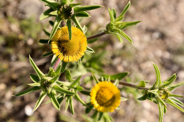 Pallenis spinosa Cass is a phanerogamic species belonging to the asteraceae family. 