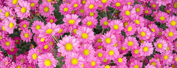 Beautiful pink chrysanthemum